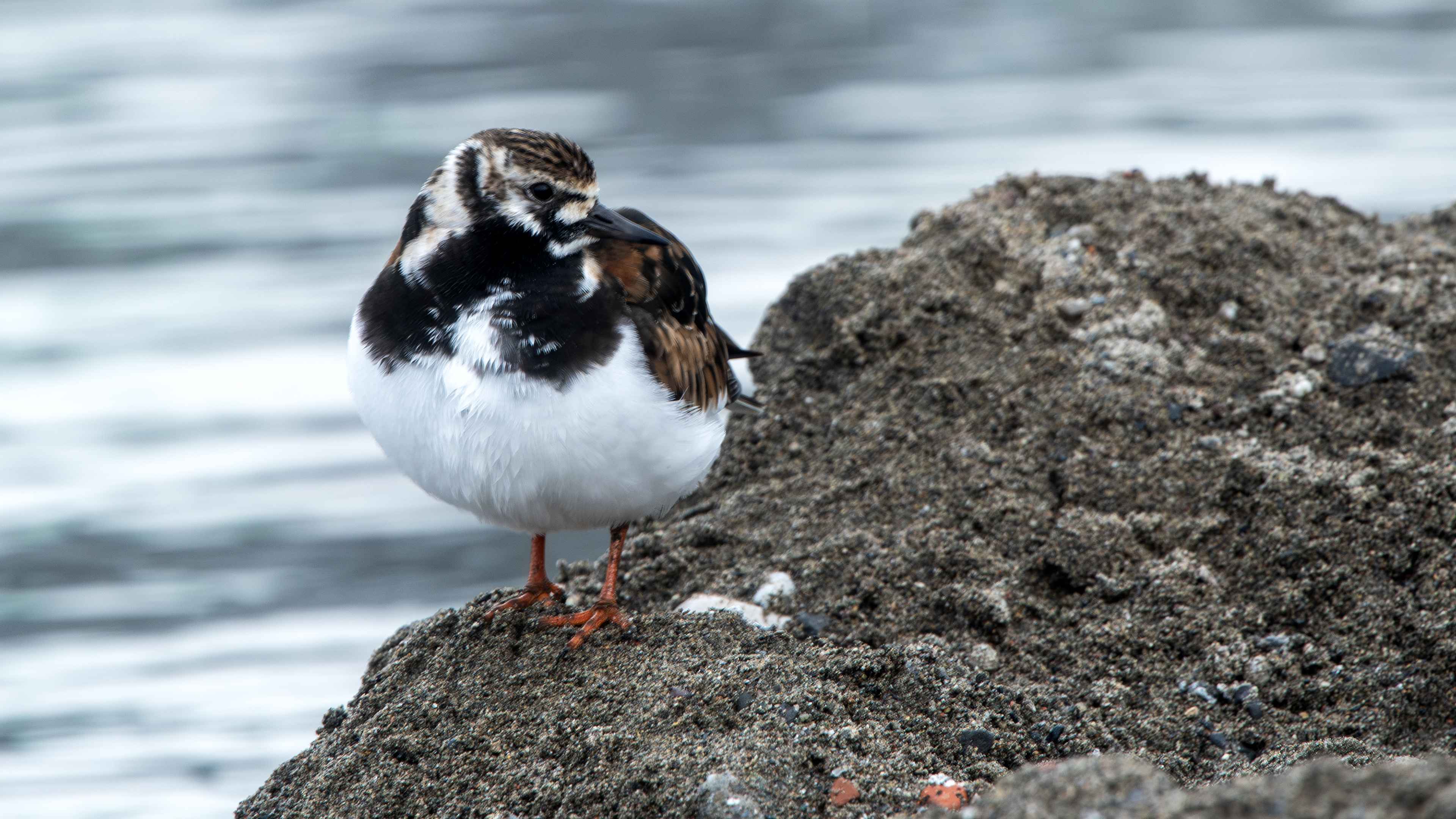 Ruddy Turnstone